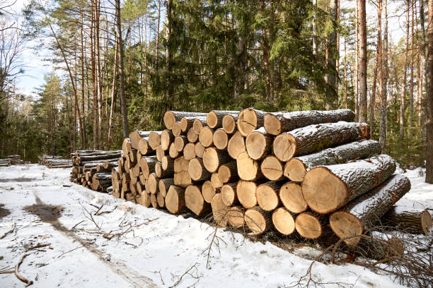 A wood material logging. Round timber stock. Lumber-camp of pine. Mass deforestation. Freshly cut tree logs piled up. Harvesting of wood. Sale of natural resources on the exchange. Ecological problem A wood material logging. Round timber stock. Lumber-camp of pine. Mass deforestation. Freshly cut tree logs piled up. Harvesting of wood. Sale of natural resources on the exchange. Ecological problem. pine tree lumber industry forest deforestation stock pictures, royalty-free photos & images