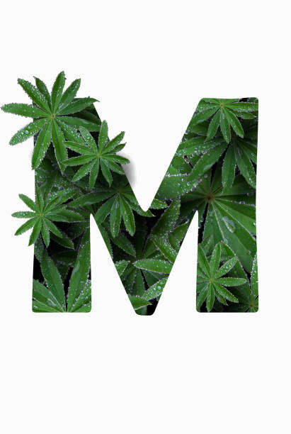 the english letter of the alphabet m, isolated on a white background. stylized with a collage of a photo of a lupin flower leaf. - letter m alphabet color image flower imagens e fotografias de stock