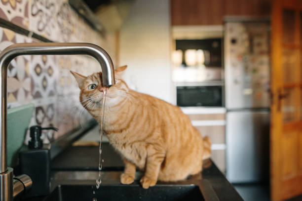 istock Ginger cat drinking water from a kitchen faucet 1364438264