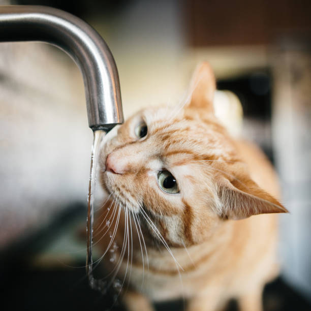 istock Ginger cat drinking water from a kitchen faucet 1364438393