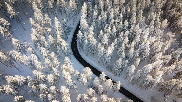 istock Road through the wintery forest 1364438517