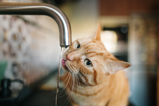 Ginger cat drinking water from a kitchen faucet
