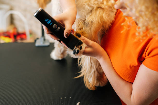 close-up of female groomer cutting paw of purebred curly dog labradoodle by haircut machine for animals at table in grooming salon. - standard poodle imagens e fotografias de stock