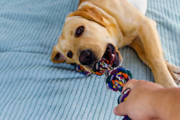 istock Labrador retriever playing with colorful rope toy 1364438714