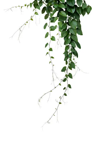 Photo of Green leaves Javanese treebine or Grape ivy (Cissus spp.) jungle vine hanging ivy plant bush isolated on white background with clipping path.