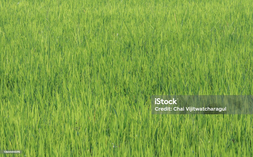 Abstract Rice Field Background Rice Fields In Green Rice Fields Background Image Stock Photo ...