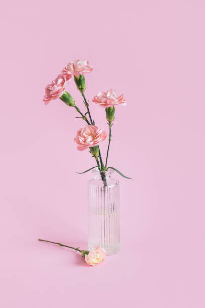 Free Stock Photo of Flower in Glass Vase on Pink Background | Download ...