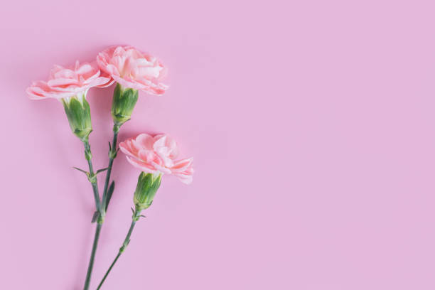 istock Tender carnation flowers on pastel pink background. 1364445549
