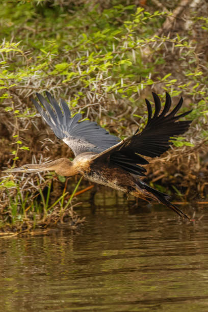 istock African Darter (Anhinga rufa) in flight, Murchison Falls National Park, Uganda. 1364445602