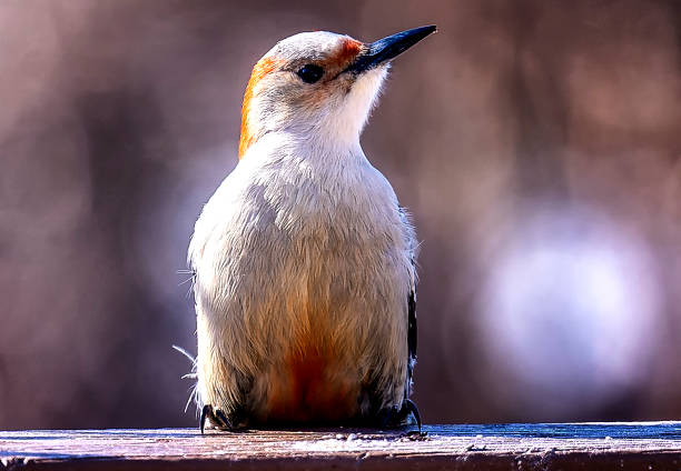 istock Woodpecker arrives on the backyard deck 1364445629