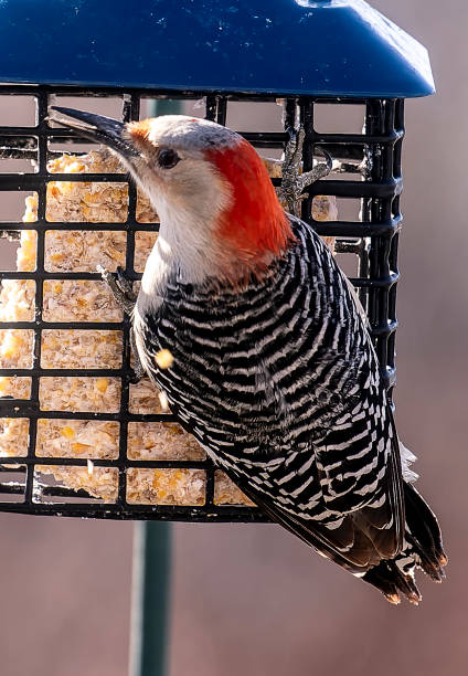 Woodpecker feeding at the Suet Feeder