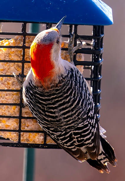 istock Woodpecker feeding at the Suet Feeder 1364445643