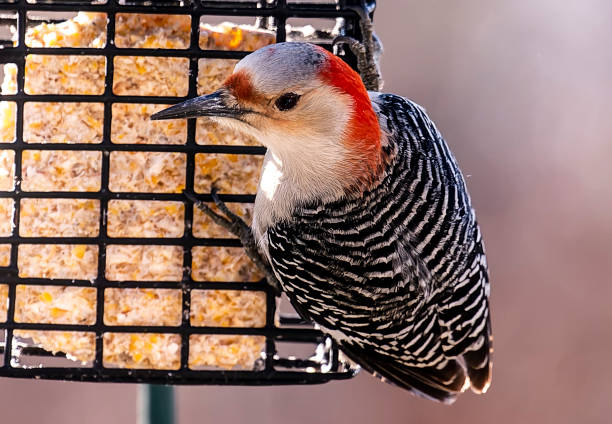 istock Woodpecker feeding at the Suet Feeder 1364445653
