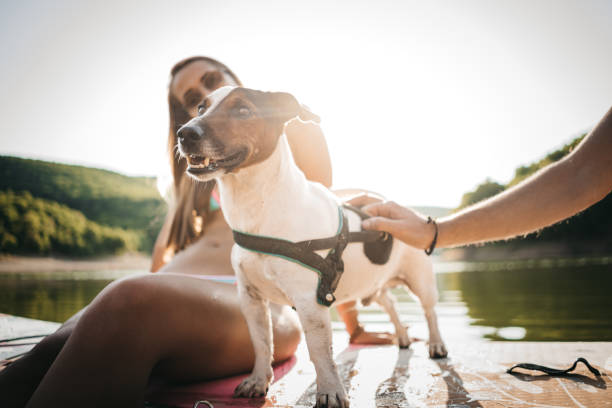 istock Dog enjoys Paddle Boarding 1364445984