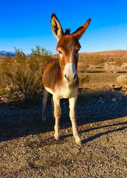 Wild Donkey Feral Donkeys in Death Valley, California donkey animal themes desert landscape stock pictures, royalty-free photos & images