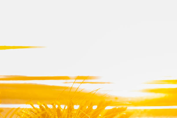 istock Golden sunrise over calm bay lights up foreground 1364447366