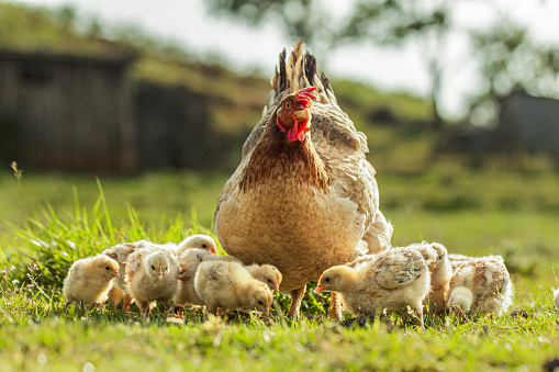 Hen and many chicks eating green grass on an outdoor farm