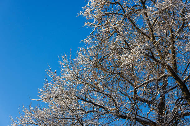 ramas de árboles foliares desnudas cubiertas de nieve sobre un fondo de cielo azul claro con luz solar directa - clear sky diagonal snow winter fotografías e imágenes de stock