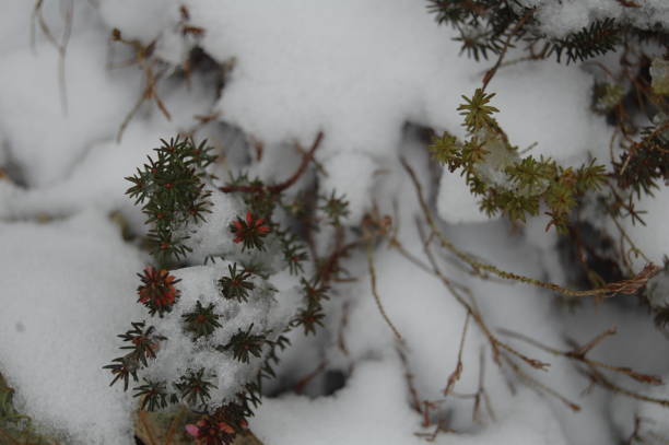 istock Directly above a blooming heather plant in the snow - toughness. 1364449018