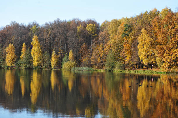 istock calm autumn park with fallen leaves and pond 1364451234