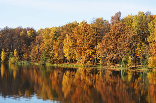 istock calm autumn park with fallen leaves and pond 1364451306