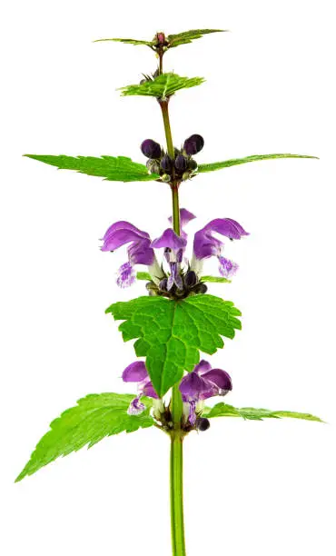 Red deadnettle on a bright background. Lamium purpureum, known as red or purple dead-nettle. Isolated. Spring wild flowers.