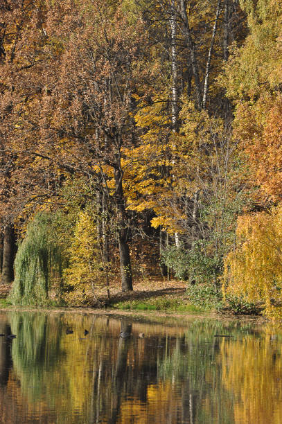 istock calm autumn park with fallen leaves and pond 1364451382