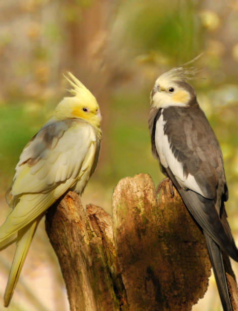 istock Cockatiel face to face. 1364451396