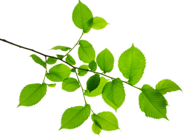 istock Twigs with beautiful green leaves isolated on a white background. Botanical element for decoration.template for design 1364451415
