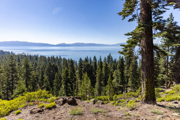 The Forest at Lake Tahoe, California