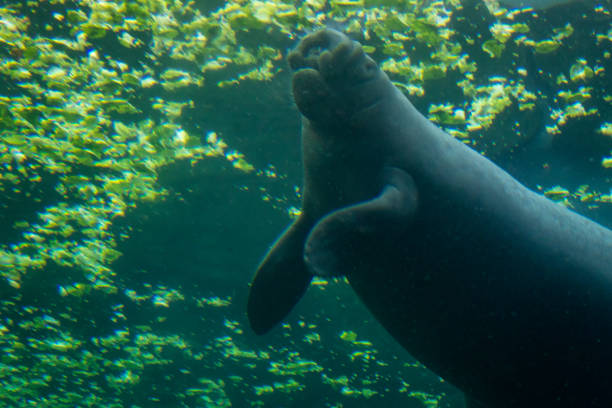 istock Manatee Swimming Underwater and Eating Lettuce 1364452706