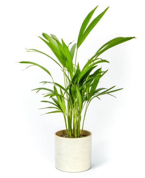 Areca Palm Lutescens Pot Plant Areca Palm Lutescens Pot Plant in a ceramic pot areca stock pictures, royalty-free photos & images