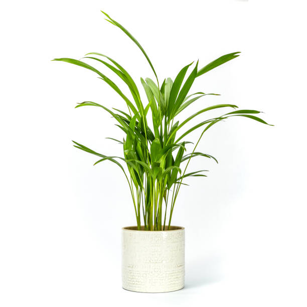 istock Areca Palm Lutescens Pot Plant 1364453404