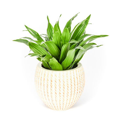 Single Dracaena fragrans pot plant