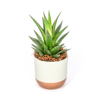 Haworthia is a large genus of small succulent pot plant.