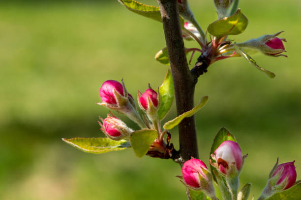 plant outside, green and pink colors