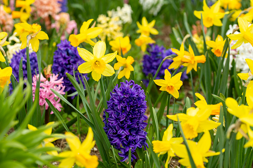 colorful flowers, springtime