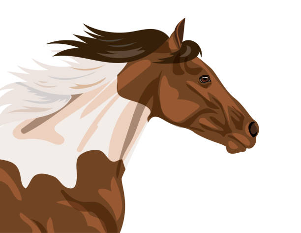 bildbanksillustrationer, clip art samt tecknat material och ikoner med paint or pinto horse on transparent background - horse skäck