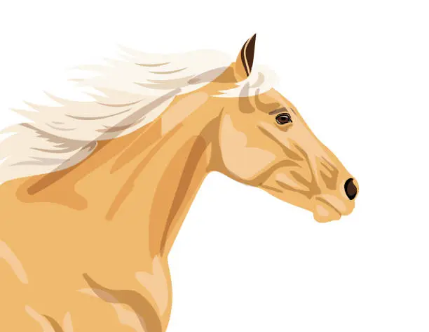 Vector illustration of Palomino Horse on Transparent Background