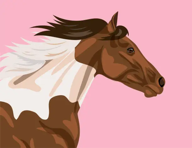 Vector illustration of Paint Or Pinto Horse on Flat Color Background