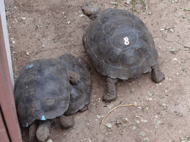istock Giant Tortoise in Galapagos 1364453964