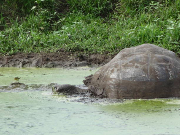 istock Giant Tortoise in Galapagos 1364454509