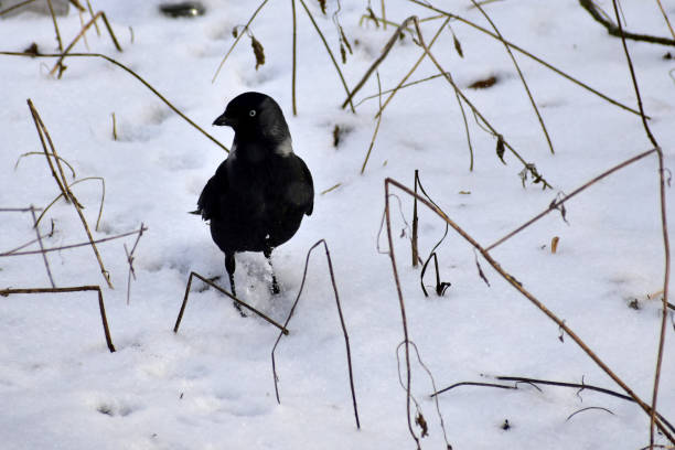 istock A jackdaw bird walks in the snow. 1364454579