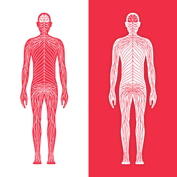 Human Nervous System Human nervous system nerves and brain sensory system. male human anatomy diagram stock illustrations