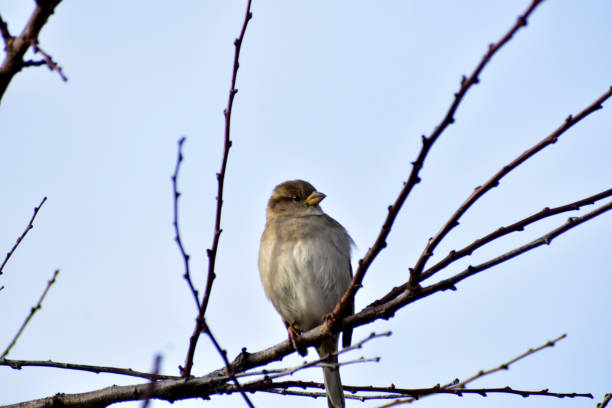 istock A sparrow bird sitting on a branch keeps its paws on a branch. 1364454733