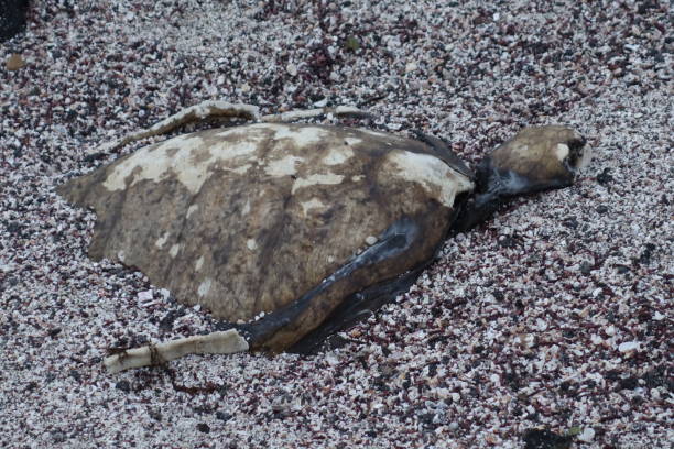 istock Sea Turtle Skeleton in Galapagos 1364454787