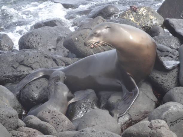 istock Sea Lions and Fur Seals in Galapagos 1364454870