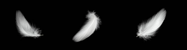 istock white duck feathers isolated on black background 1364454918