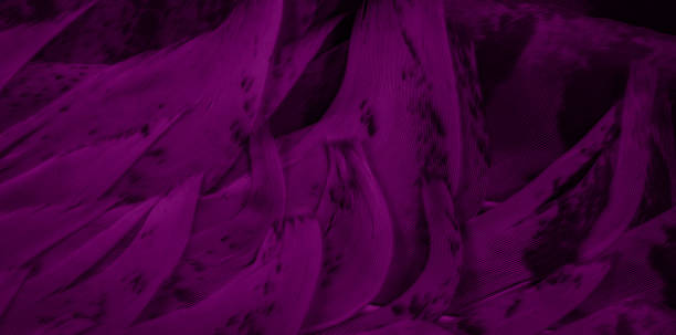 istock purple hawk feathers with visible detail. background or texture 1364454919