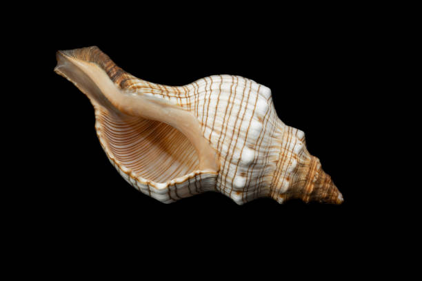 istock a trapezium pleuroplace seashell on a black isolated background 1364454926